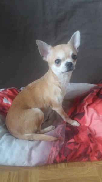 Чихуахуа рыжая девочка — фото 2